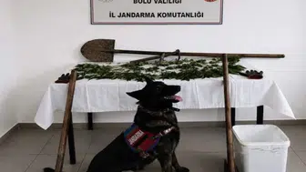 Bolu kırsalında kenevir operasyonu