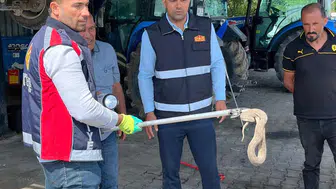 Iğdır'da otomobilin motoruna saklanan davetsiz misafir