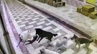 Hatay sokaklarında 6 köpeğin kediye saldırısı güvenlik kamerasında