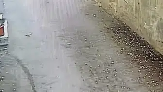 Bursa'da hırsızın mağaza vurgunu güvenlik kamerasında