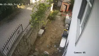 Darıca'da kurnaz karga tavuk kümesini soydu