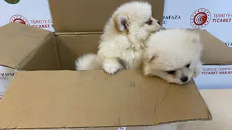 Kapıkule sınırında kaçak köpek operasyonu
