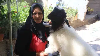Hataylı annenin acısı kuzusuyla dindi