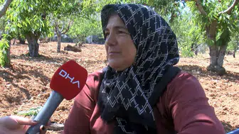Gaziantep kirazında kayıp büyük