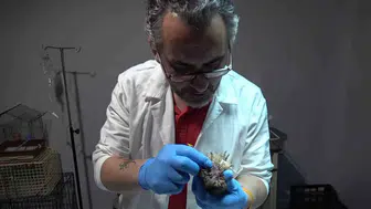 Karabük'te acı dolu baykuşun yaşam mücadelesi