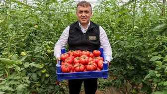 Söğüt’te domates sezonu açıldı