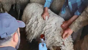 Bolvadin’de küçükbaş sürüler için sağlık taraması başladı