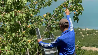 Malatya’da kayısı bereketi geri döndü