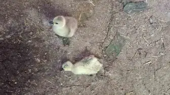 Elazığ’da kümese sızan yılan beş kaz yavrusunu öldürdü