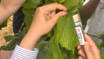 Fındığı kurtarmak için Trabzon bahçelerine samuray arıları bırakıldı