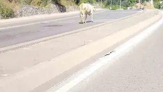 Ümraniye trafiğinde inek paniği