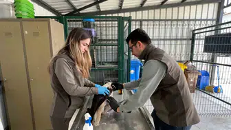 Elektrik akımına kapılan leylek yeniden gökyüzüne döndü