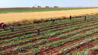 Diyarbakır karpuzunda hasat takvimi dolu felaketiyle değişti