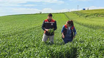 Çorum çiftçisi için kuraklığa karşı yeni yerli buğday çözümü