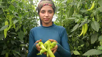 Kumluca biberinde tarladan markete dev fiyat farkı