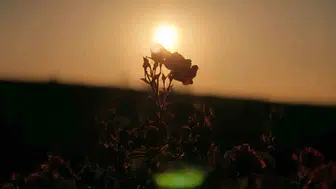Mezopotamya’nın kıraç toprakları gül bahçesine dönüştü