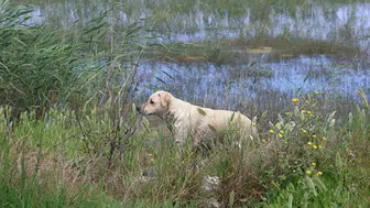 Milleyha’da yavru köpekleri terk edenlere ağır fatura