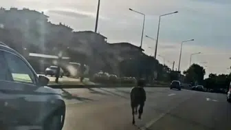 Bursa trafiğinde başıboş at paniği