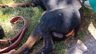 Diyarbakırda köpeğe işkence iddiası