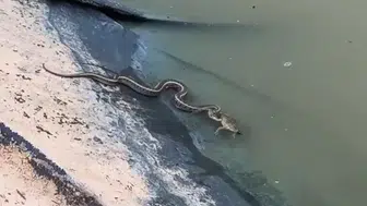 Edirne’de bir su yılanının kurbağa avı hüsranla bitti