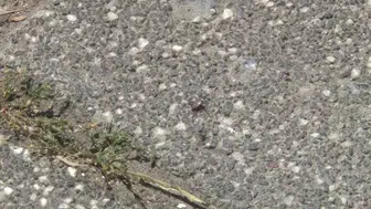 Sarıyer Ayazağa’da kene istilası mahalleliyi sokağa çıkamaz hale getirdi