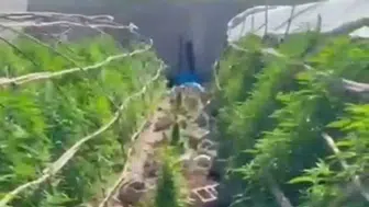 Hatay'da seralara yapılan baskında uyuşturucu ve cephanelik çıktı