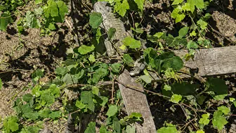 Düzce’de asma ağacında iguana paniği