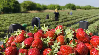 Silifke çileğinde hasat rotası yaylalara dönüyor