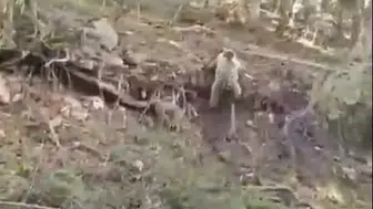 Beypazarı yolunda aniden karşınıza ayı çıkarsa ne yaparsınız