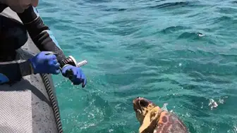 Gökova Körfezi’nde hayata tutunan kaplumbağa