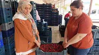 Manisa Selendi’nin kirazı artık Avrupa sofralarının vazgeçilmezi oldu