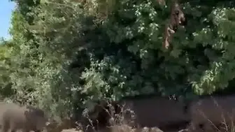 Bursa şehir merkezinde şaşırtan yaban domuzu sürüsü
