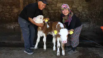 Amasyalı çiftin buzağılarına verdiği isimler herkesi gülümsetti