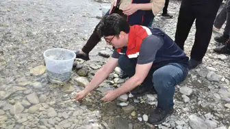 Sinop denizlerinde nesli tükenen mersin balığı seferberliği