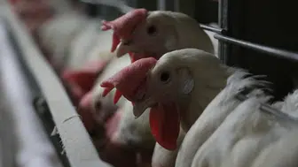 Kuş gribi sınırları aştı: Kapılar kapatıldı