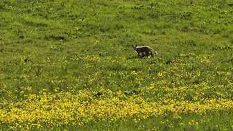 Bitlis yollarında baharı karşılayan tilki kameraya yansıdı