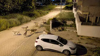 Bolu Kılıçarslan'da sokak köpekleri mahalleliyi sokağa çıkamaz hale getirdi