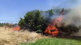 Çanakkale Ezine’de alevler tarım arazisini sardı