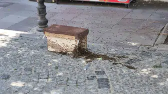 Eskişehir merkezinde arı sürüsü paniği yaşandı