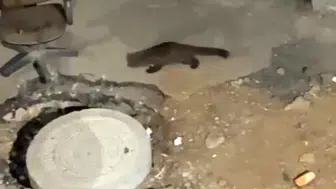 Yüksekova’nın boş caddelerinde gece turuna çıkan dağ sansarı görüntülendi