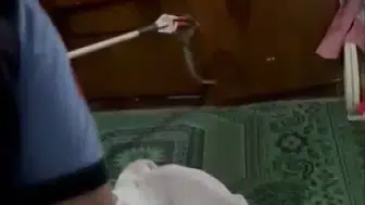 Gaziantep’te bir evin salonuna yılan girdi