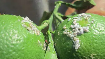 Kuyucaklı üreticiye unlu bit alarmı