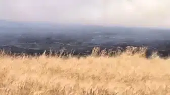 Mardin'de hasat zamanı büyük kayıp