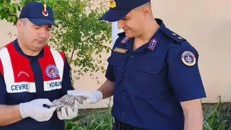Yozgat'ta cezaevi çatısından düşen yavru baykuş kurtarıldı
