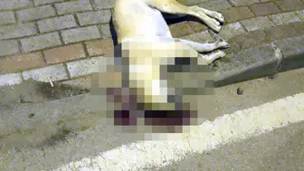 Köpeği vuran kasabın beraat kararı istinaftan döndü
