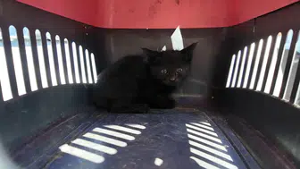 Isparta sokaklarında bir sürücünün duyduğu kedi sesi harekete geçirdi