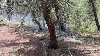 Bilecik'te orman yangınını yıldırım tetikledi