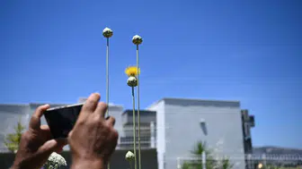 Kuşadası'nın nadir çiçeği Tülüşah açtı Koparmanın bedeli 700 bin liraya yakın