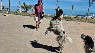 Bartın'da dronların korkulu rüyası olan üç köpek