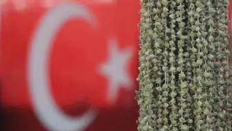 Amasyalı üretici Uganda bamyasına karşı hak arıyor